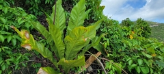Anthurium crenatum