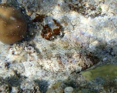Siganus spinus