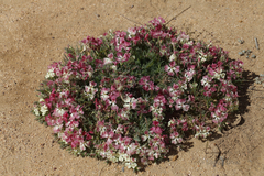 Lechenaultia macrantha