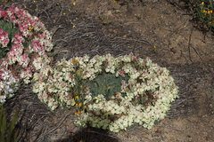 Lechenaultia macrantha