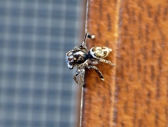 Maratus leo