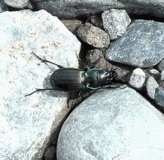 Megadromus antarcticus