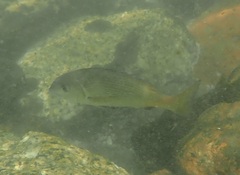 Sparodon durbanensis