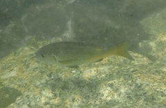 Sparodon durbanensis