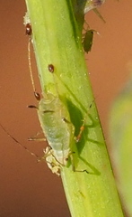 Macrosiphini