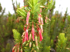Erica plukenetii