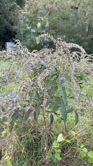Vitex negundo
