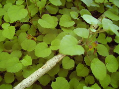 Fuchsia procumbens