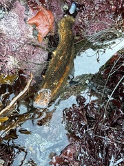 Apostichopus parvimensis