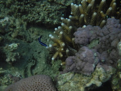 Larabicus quadrilineatus