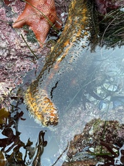 Apostichopus parvimensis