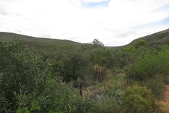 Chaenostoma hispidum