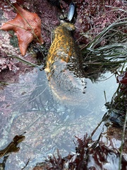 Apostichopus parvimensis