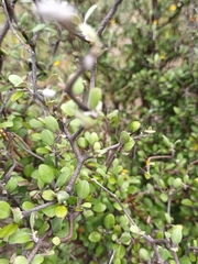 Corokia cotoneaster