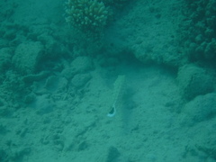 Parapercis hexophtalma