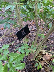 Azara serrata