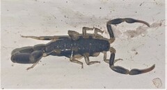 Uroplectes flavoviridis