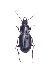 Licinus