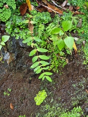 Hypericum grandifolium image