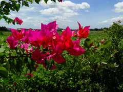 Bougainvillea