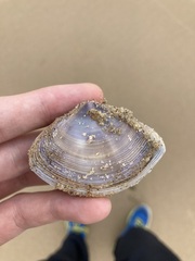 Austromactra contraria