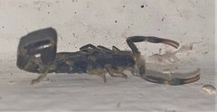 Uroplectes flavoviridis