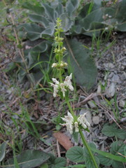 Stachys atherocalyx