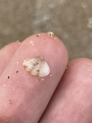 Mactra pusilla