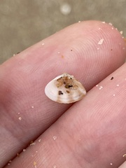 Mactra pusilla