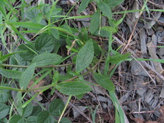 Stachys atherocalyx