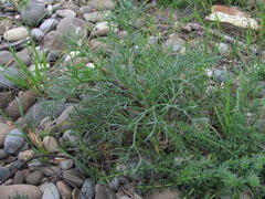 Seseli ponticum
