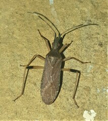 Dicranocephalus caffer