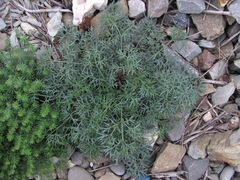Seseli ponticum