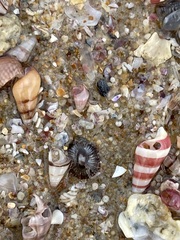 Siphonaria funiculata