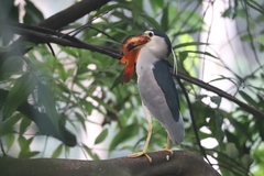 Nycticorax nycticorax