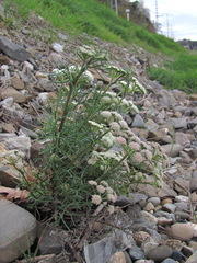Seseli ponticum