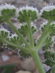 Seseli ponticum