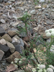 Seseli ponticum