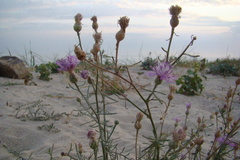 Centaurea odessana
