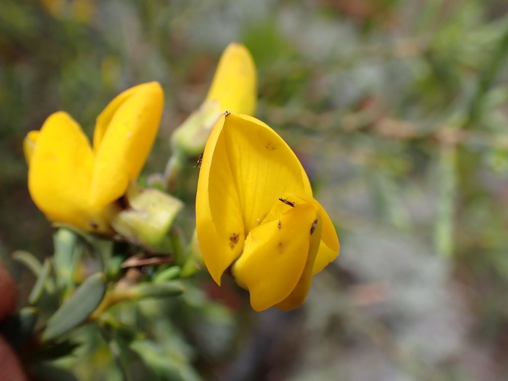 Liparia genistoides
