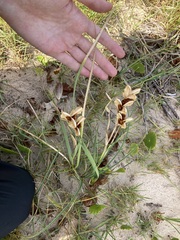 Gladiolus gueinzii
