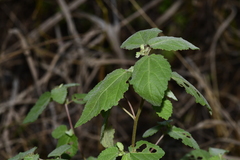Scutellaria indica