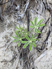 Lupinus cosentinii