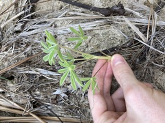 Lupinus cosentinii