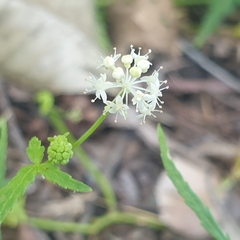 Hydrocotyle geraniifolia