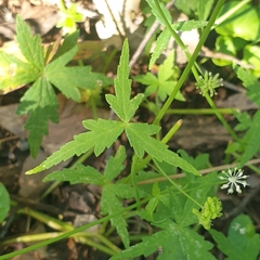 Hydrocotyle geraniifolia
