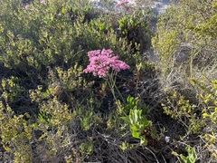 Limonium peregrinum