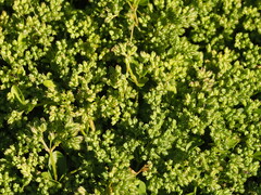 Polycarpon tetraphyllum