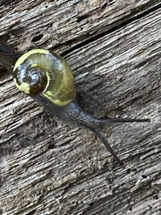 Helicarion cuvieri