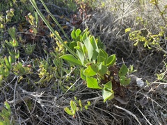 Limonium peregrinum